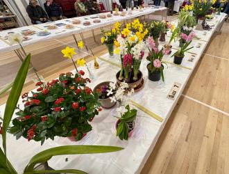 Gardening Club Potted flowers and daffodis